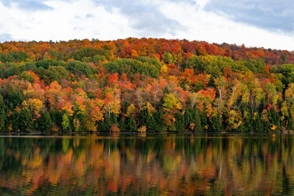 Vermont Foliage by Peter James Eisenhaure